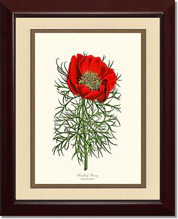 Peony, Fernleaf | Flower/Floral Art Print