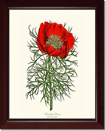 Peony, Fernleaf | Flower/Floral Art Print
