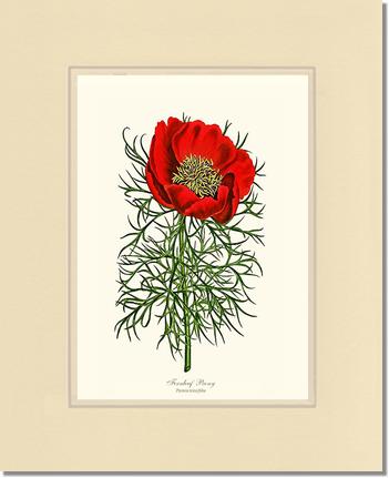 Peony, Fernleaf | Flower/Floral Art Print