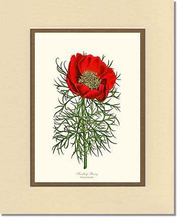 Peony, Fernleaf | Flower/Floral Art Print