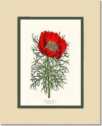 Peony, Fernleaf | Flower/Floral Art Print