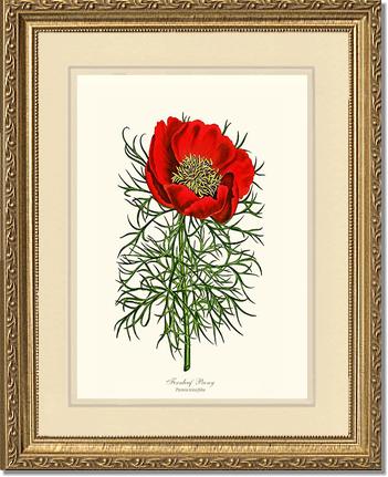 Peony, Fernleaf | Flower/Floral Art Print