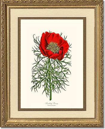 Peony, Fernleaf | Flower/Floral Art Print