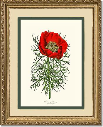 Peony, Fernleaf | Flower/Floral Art Print
