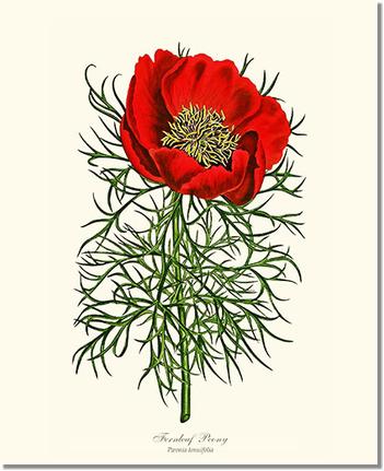 Flower Floral Print: Peony, Fernleaf