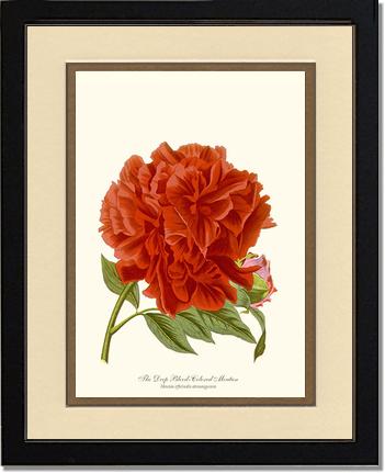 Peony, Deep Blood | Flower/Floral Art Print