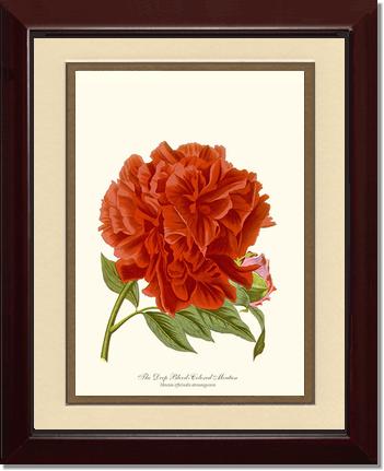 Peony, Deep Blood | Flower/Floral Art Print