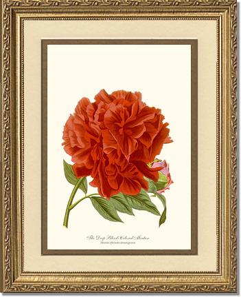 Peony, Deep Blood | Flower/Floral Art Print