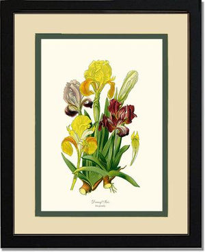 Iris, Dwarf