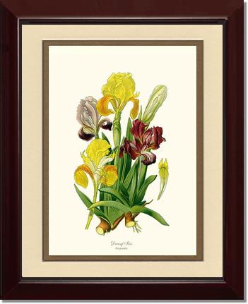 Iris, Dwarf | Flower/Floral Art Print