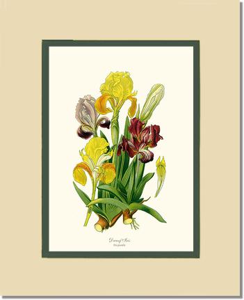 Iris, Dwarf | Flower/Floral Art Print