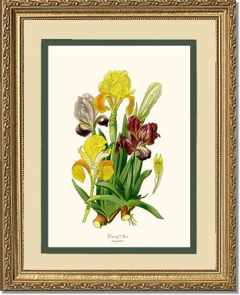 Iris, Dwarf | Flower/Floral Art Print
