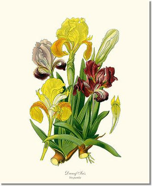 Flower Floral Print: Iris, Dwarf Bearded