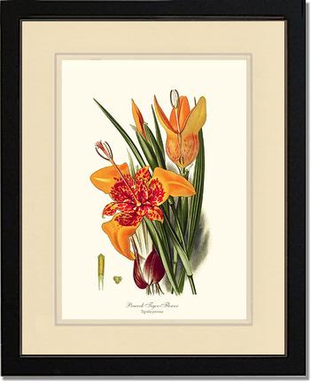 Tiger Flower | Flower/Floral Art Print