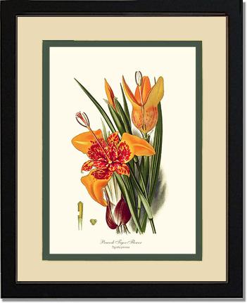 Tiger Flower | Flower/Floral Art Print