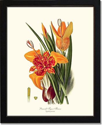 Tiger Flower | Flower/Floral Art Print