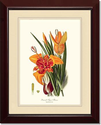 Tiger Flower | Flower/Floral Art Print