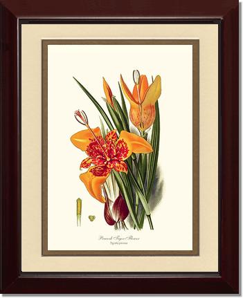 Tiger Flower | Flower/Floral Art Print