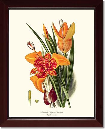 Tiger Flower | Flower/Floral Art Print