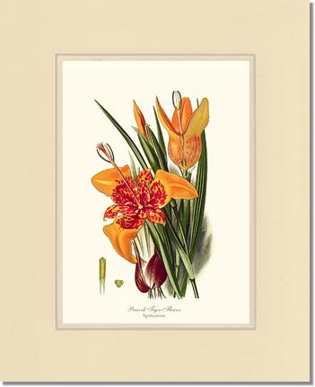 Tiger Flower | Flower/Floral Art Print