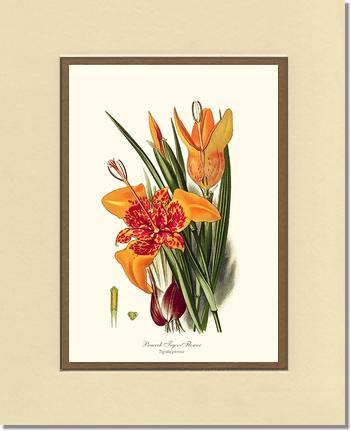 Tiger Flower | Flower/Floral Art Print