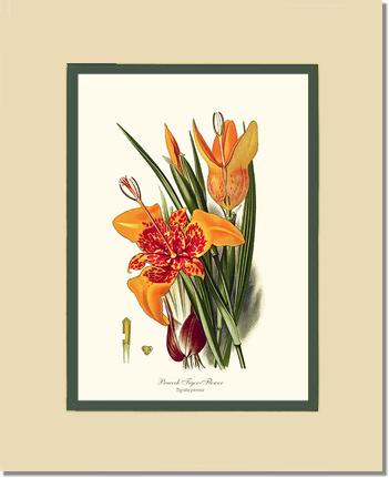 Tiger Flower | Flower/Floral Art Print