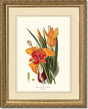 Tiger Flower | Flower/Floral Art Print