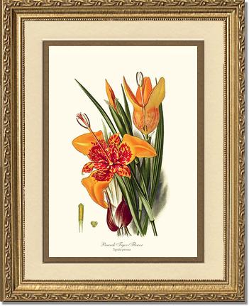 Tiger Flower | Flower/Floral Art Print