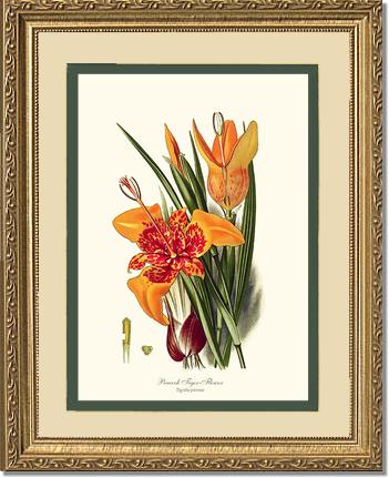 Tiger Flower | Flower/Floral Art Print