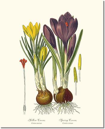 Flower Floral Print:  Crocus, Yellow/Spring