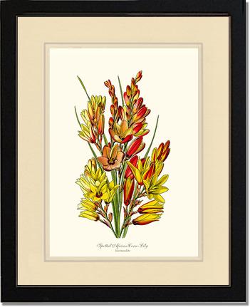 Spotted African Cornlily | Flower/Floral Art Print
