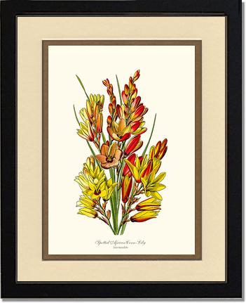 Spotted African Cornlily | Flower/Floral Art Print