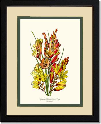 Spotted African Cornlily | Flower/Floral Art Print