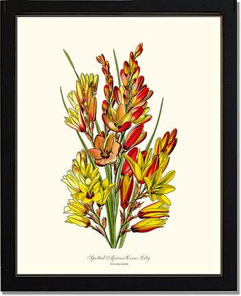 Spotted African Cornlily | Flower/Floral Art Print