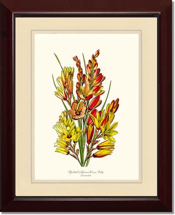 Spotted African Cornlily | Flower/Floral Art Print
