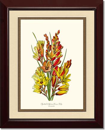 Spotted African Cornlily | Flower/Floral Art Print