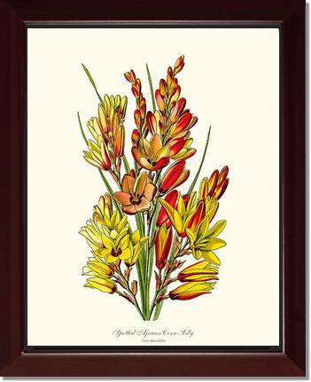 Spotted African Cornlily | Flower/Floral Art Print