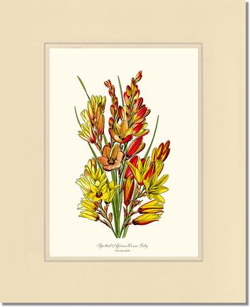 Spotted African Cornlily | Flower/Floral Art Print