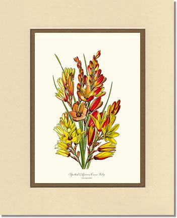Spotted African Cornlily | Flower/Floral Art Print