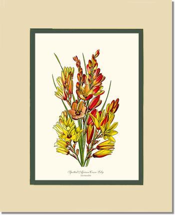 Spotted African Cornlily | Flower/Floral Art Print