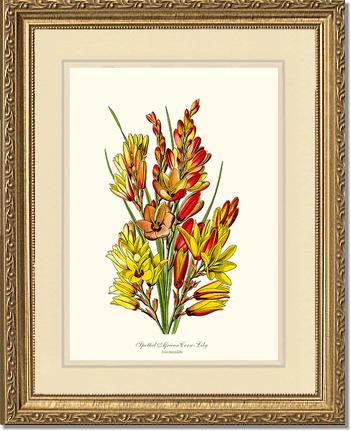 Spotted African Cornlily | Flower/Floral Art Print