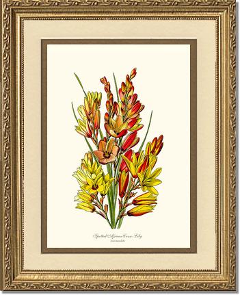 Spotted African Cornlily | Flower/Floral Art Print