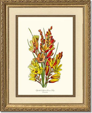 Spotted African Cornlily