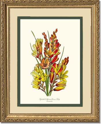 Spotted African Cornlily | Flower/Floral Art Print