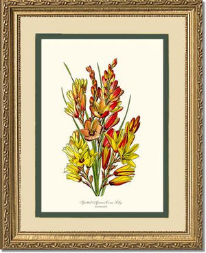 Spotted African Cornlily