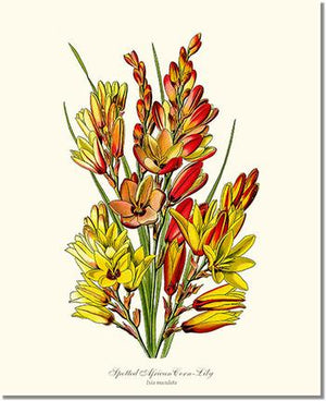 Flower Floral Print: Spotted African Cornlily