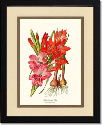 Gladiolus | Flower/Floral Art Print