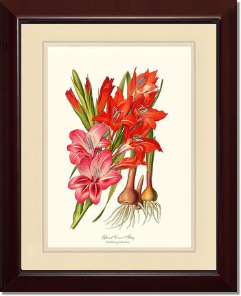 Gladiolus | Flower/Floral Art Print