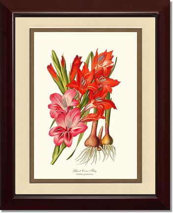 Gladiolus | Flower/Floral Art Print