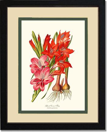 Gladiolus | Flower/Floral Art Print